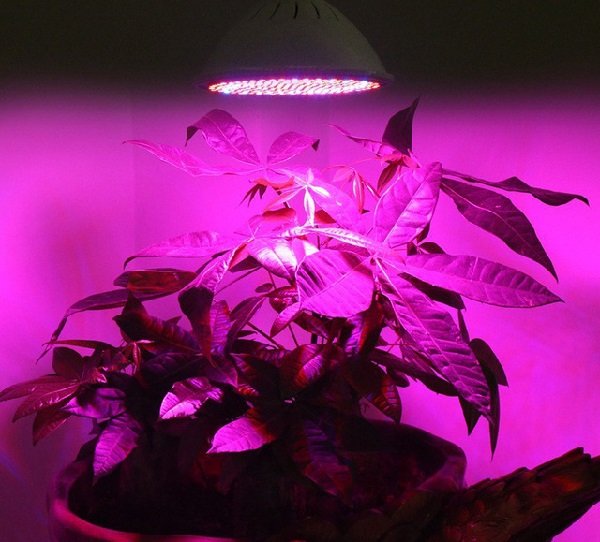 Специфіка освітлення для квітучих кімнатних рослин